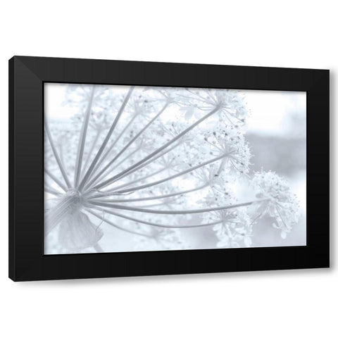 Alaska, Glacier Bay Cow parsnip in Bartlett Cove Black Modern Wood Framed Art Print by Paulson, Don