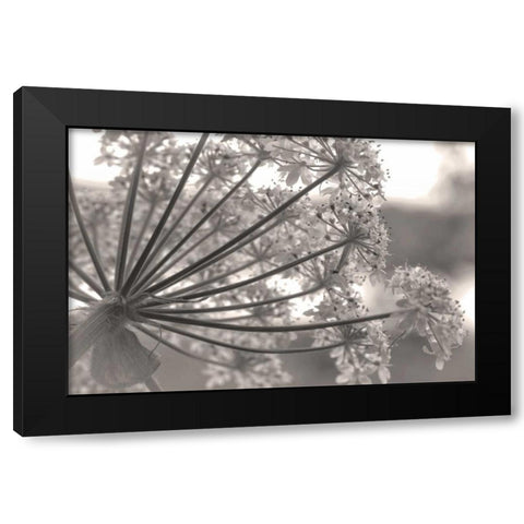 Alaska, Glacier Bay Cow parsnip in Bartlett Cove Black Modern Wood Framed Art Print by Paulson, Don