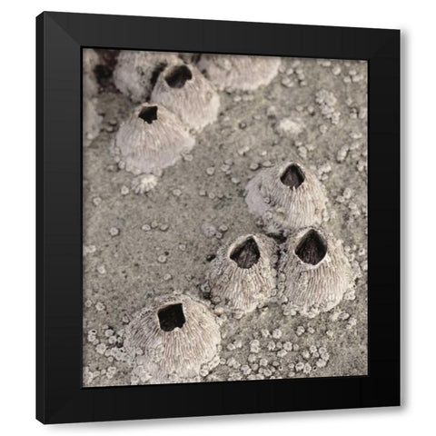 CA, San Diego, Barnacles in tide pools Black Modern Wood Framed Art Print by Talbot Frank, Christopher