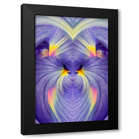 Abstract Iris flowers Black Modern Wood Framed Art Print with Double Matting by Jones, Adam