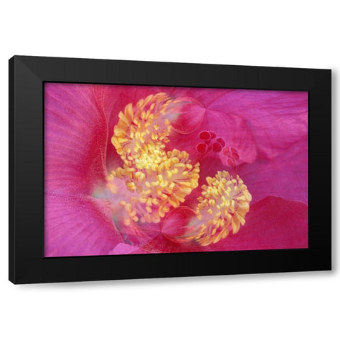 Hibiscus Flower Black Modern Wood Framed Art Print by Jones, Adam