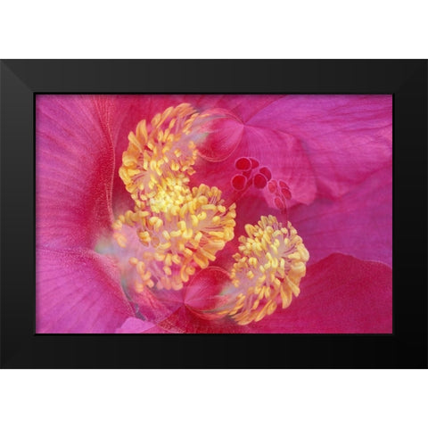 Hibiscus Flower Black Modern Wood Framed Art Print by Jones, Adam