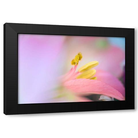 Pink lily flower Black Modern Wood Framed Art Print with Double Matting by Jones, Adam