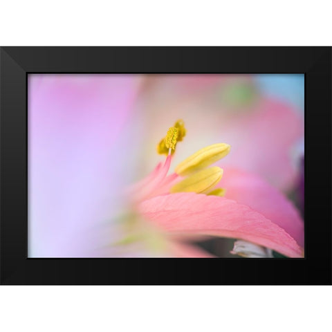 Pink lily flower Black Modern Wood Framed Art Print by Jones, Adam
