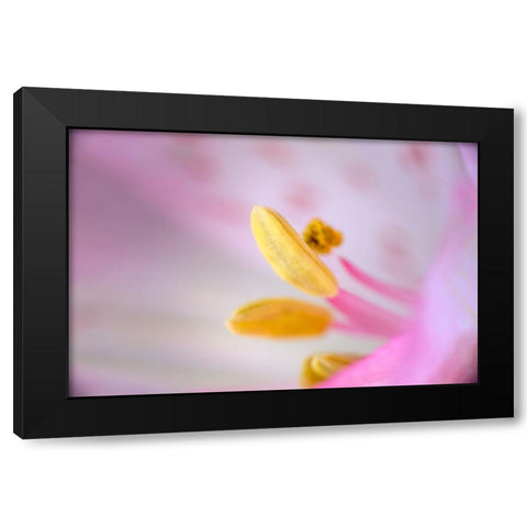 Pink lily flower Black Modern Wood Framed Art Print by Jones, Adam
