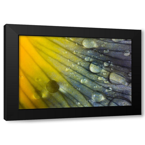 Iris petal with raindrops Black Modern Wood Framed Art Print with Double Matting by Jones, Adam