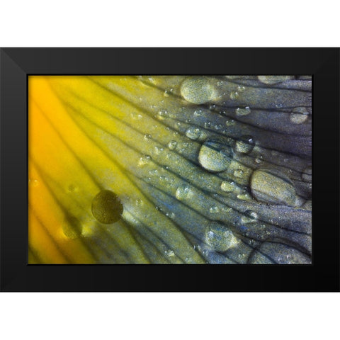 Iris petal with raindrops Black Modern Wood Framed Art Print by Jones, Adam