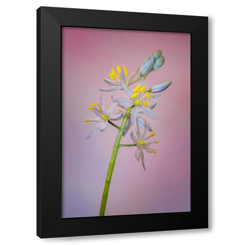 Wild hyacinth or Atlantic camas Black Modern Wood Framed Art Print by Jones, Adam