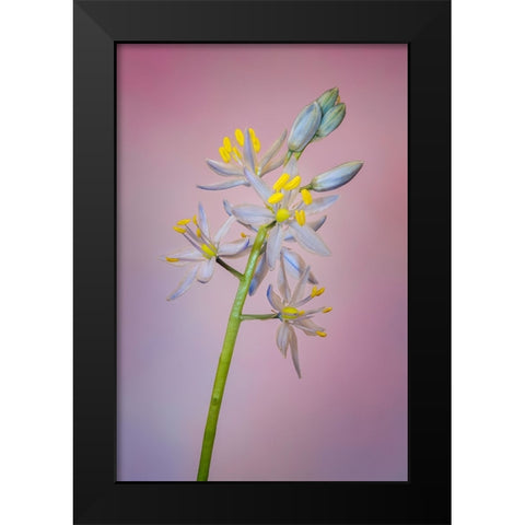 Wild hyacinth or Atlantic camas Black Modern Wood Framed Art Print by Jones, Adam