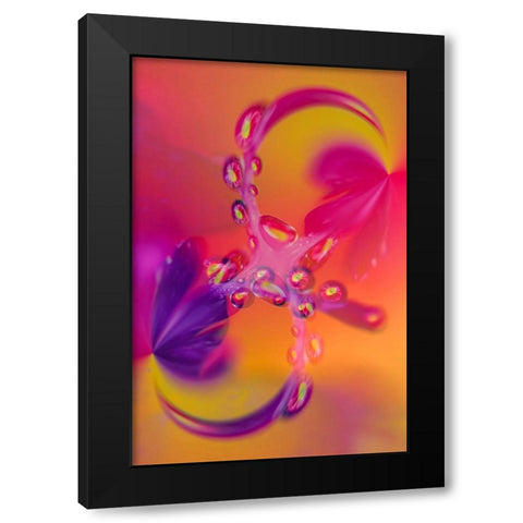 Close-up of flower reflected in waterdrop Black Modern Wood Framed Art Print by Jones, Adam