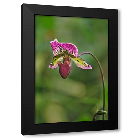 Lady slipper Orchid Black Modern Wood Framed Art Print by Jones, Adam