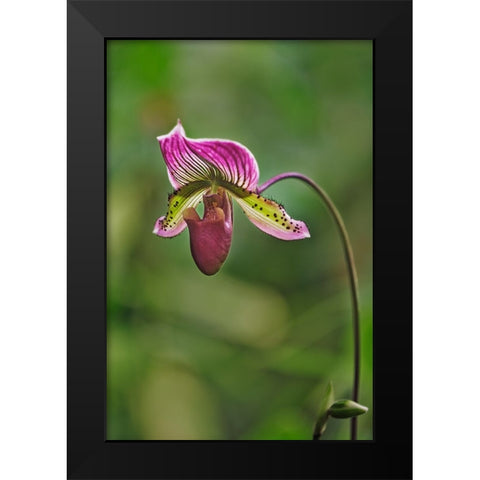 Lady slipper Orchid Black Modern Wood Framed Art Print by Jones, Adam