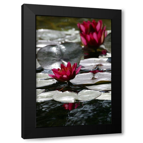 Waterlily Black Modern Wood Framed Art Print by Miller, Anna