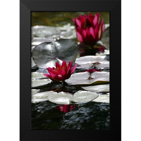 Waterlily Black Modern Wood Framed Art Print by Miller, Anna