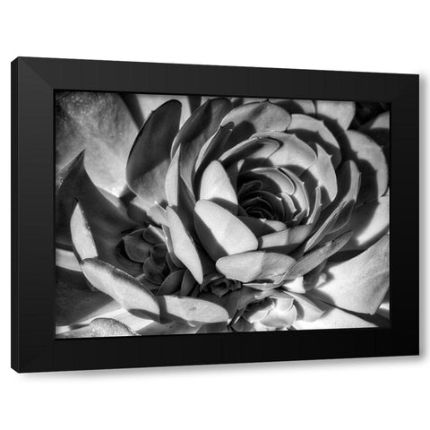 Closeup of a Succulent Black Modern Wood Framed Art Print with Double Matting by Miller, Anna