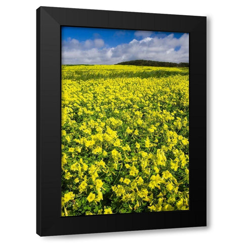 Field of Flowers Black Modern Wood Framed Art Print with Double Matting by Miller, Anna