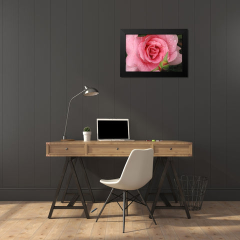 Pink Rose with Dew Drops Black Modern Wood Framed Art Print by Miller, Anna