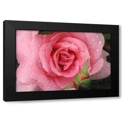 Pink Rose with Dew Drops Black Modern Wood Framed Art Print with Double Matting by Miller, Anna