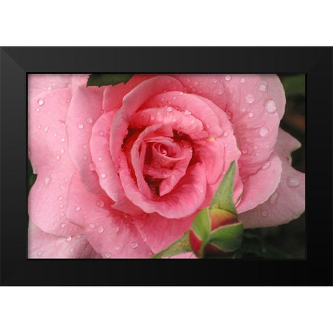Pink Rose with Dew Drops Black Modern Wood Framed Art Print by Miller, Anna