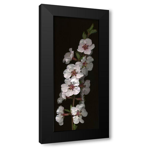 Cherry Blossom Black Modern Wood Framed Art Print by Miller, Anna