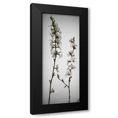 Cherry Blossom Black Modern Wood Framed Art Print by Miller, Anna