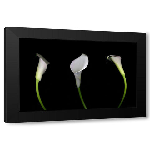 Calla Lily Black Modern Wood Framed Art Print by Miller, Anna
