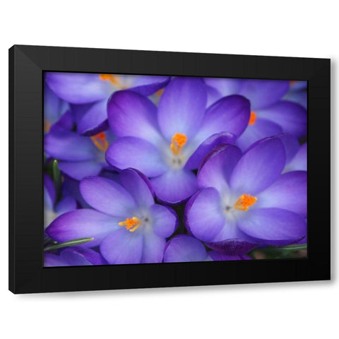 Purple Crocus Flowers Black Modern Wood Framed Art Print by Miller, Anna