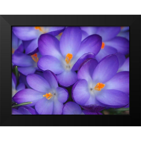 Purple Crocus Flowers Black Modern Wood Framed Art Print by Miller, Anna