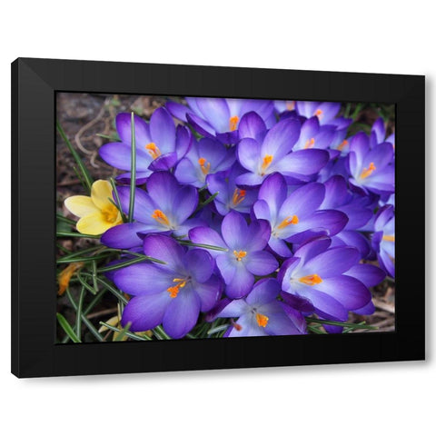 Purple Crocus Flowers Black Modern Wood Framed Art Print with Double Matting by Miller, Anna