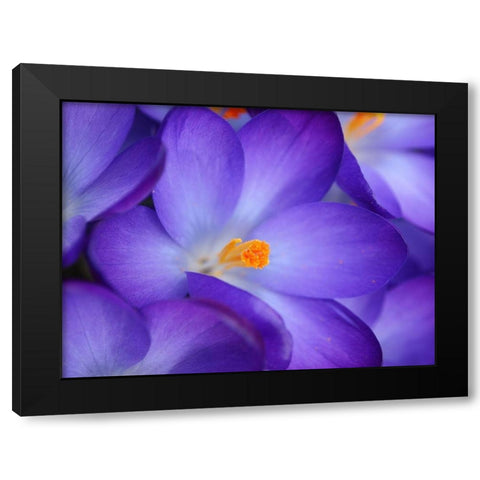 Purple Crocus Flowers Black Modern Wood Framed Art Print with Double Matting by Miller, Anna