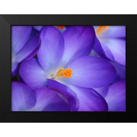 Purple Crocus Flowers Black Modern Wood Framed Art Print by Miller, Anna