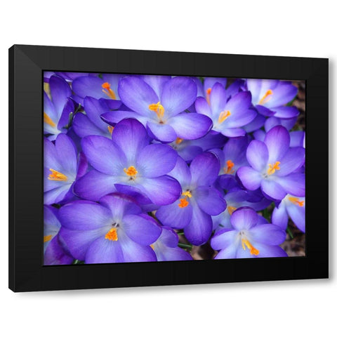 Purple Crocus Flowers Black Modern Wood Framed Art Print with Double Matting by Miller, Anna