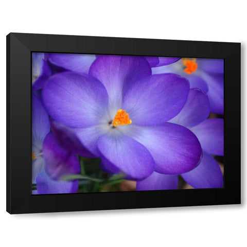 Purple Crocus Flowers Black Modern Wood Framed Art Print by Miller, Anna