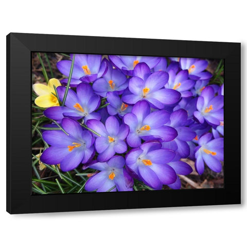 Purple Crocus Flowers Black Modern Wood Framed Art Print by Miller, Anna