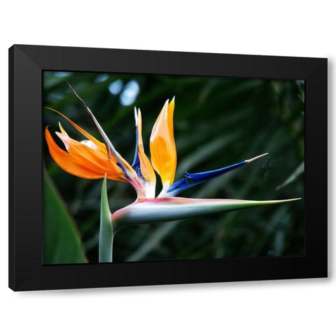 Bird Of Paradise Bloom Black Modern Wood Framed Art Print by Miller, Anna
