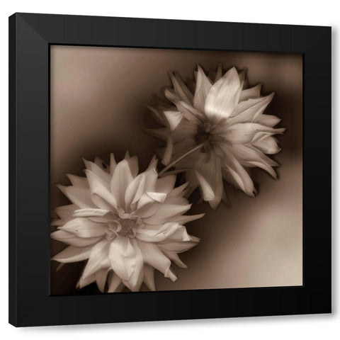 Sepia tone Dahlia Black Modern Wood Framed Art Print by Miller, Anna