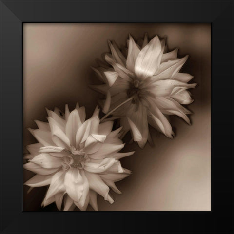 Sepia tone Dahlia Black Modern Wood Framed Art Print by Miller, Anna