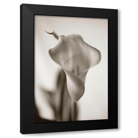 Sepia tone Calla Lily Black Modern Wood Framed Art Print by Miller, Anna