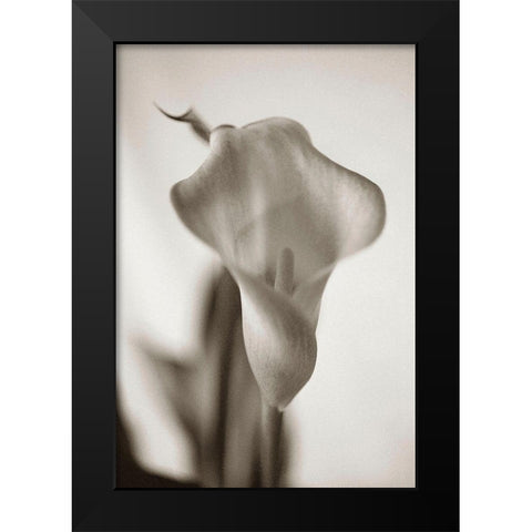 Sepia tone Calla Lily Black Modern Wood Framed Art Print by Miller, Anna