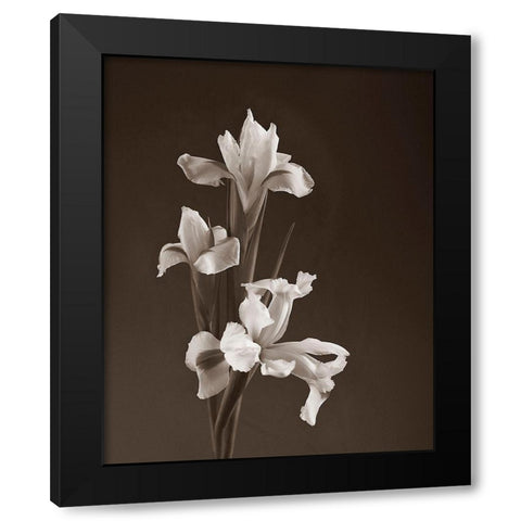 Sepia tone Iris Black Modern Wood Framed Art Print by Miller, Anna