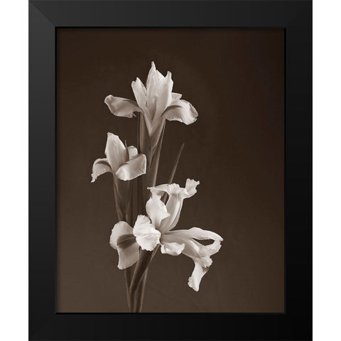 Sepia tone Iris Black Modern Wood Framed Art Print by Miller, Anna