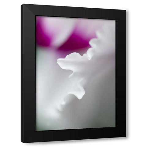 Cyclamen flower close-up Black Modern Wood Framed Art Print with Double Matting by Rotenberg, Nancy