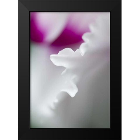 Cyclamen flower close-up Black Modern Wood Framed Art Print by Rotenberg, Nancy