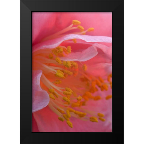 Camellia flower close-up Black Modern Wood Framed Art Print by Rotenberg, Nancy