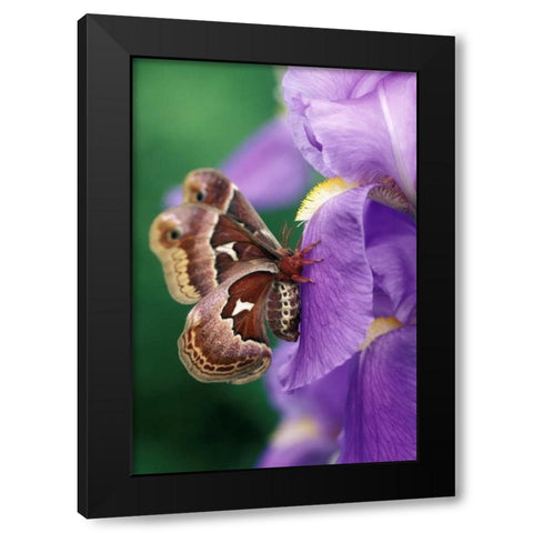 Cecropia Moth on Iris in Garden Black Modern Wood Framed Art Print with Double Matting by Rotenberg, Nancy