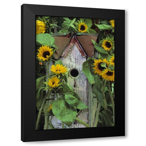 Birdhouse and Sunflowers in garden Black Modern Wood Framed Art Print by Rotenberg, Nancy