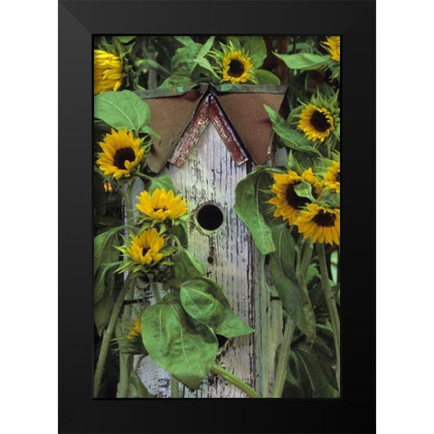 Birdhouse and Sunflowers in garden Black Modern Wood Framed Art Print by Rotenberg, Nancy