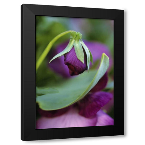 Close-up of bud opening in spring Black Modern Wood Framed Art Print by Rotenberg, Nancy