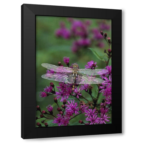 Dragonfly on Joe-Pye weed Black Modern Wood Framed Art Print by Rotenberg, Nancy