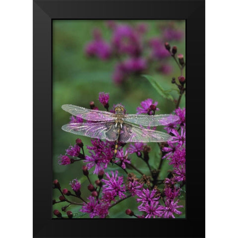 Dragonfly on Joe-Pye weed Black Modern Wood Framed Art Print by Rotenberg, Nancy